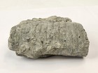 Unknown Fossil Invertebrate - Likely Waldron Shale 