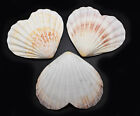 Set Of 2 Heart Shaped Natural Scallop Shells  4   Beach Crafts Coastal Decorate