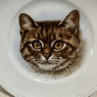 Set Of 5 Heinrich   Co  Bavaria Hand Painted Cat Plates