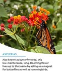 Wildflower 25 000 Bulk  1 Bag 18 Varieties Of Non-gmo Flower Seeds