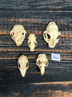 Real 5 Lot Animal Skulls Porcupine Mink Muskrat Rabbit Mount Craft Unique Art