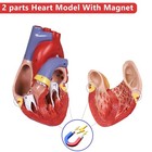 Breesky Scientific Human Heart Model 2-part Life Size Replica    