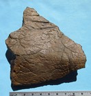 Large Triceratops Frill Piece Hell Creek Formation Montana