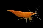 Live Freshwater Aquarium High Quality Orange Sakura Shrimp  neocaridina Sp  