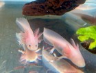  Leucistic Axolotls  3-5 Inches 
