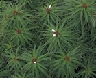 Rokautskyia Microglazioui-showy Terrestrial Miniature Brazilian Bromeliad  Easy