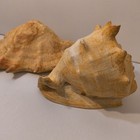 Vintage Set Of Lambis Truncata Giant Strombidae   Conch Helmet Shell Seashells 