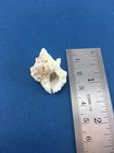  4 Bursa Bufonia 28  F   Kwajalein  Marshall Islands Under Rocks