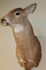 Whitetail Deer Head Shoulder Mount Taxidermy Mount Antler Hunt Rack Mule Hide