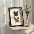 Real Framed Moth Specimen Duo - Preserved Sunset   Urania Taxidermy - Metalli   