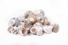 Mexican Turbo Sea Shell Beach Craft Hermit Crab 1 1 2  - 2 1 2   40 Pcs   jc-034