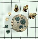 Miniature Tea Set 8 Piece Set Decor Frogs Lily Pads Flowers Ceramic Green 