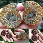 2pc Half Cut Natural Ammonite Shell Fossil Specimen Madagascar Collection Reiki