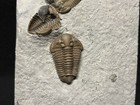 Trilobite-triple Waldron Shale Calymene Breviceps From Indiana-fossils Crinoid