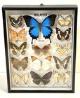 Vintage Butterfly Specimen Collection In Shadow Box Frame Wall Art