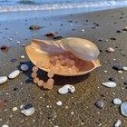 Seashells - Beautiful Large Melo 7 5    Seashell