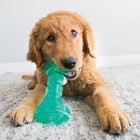 Kong Squeezz Dental Bone Dog Chew Toy   Tpr Rubber Teeth Cleaning Toy