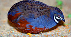 14   5 Extra         Lsj Farms Button Quail Hatching Eggs Tuxedo Quail Rarest Colors