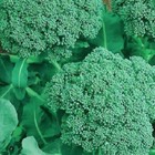 Broccoli Seeds    Non-gmo Broccoli Seeds   Fresh Heirloom Garden Seeds
