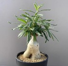 7 7cm H 11cm Raresucculent Plant Pachypodium Bispinosum Ownroot Wysiwyg Boutique