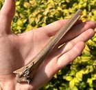 Huge Florida Fossil Bird Bone Avian 6 25    Rare Pleistocene Age
