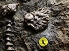 Odd Fellows Fossil Crinoid Plate  Franklin Co   Alabama