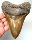 Megalodon Shark Tooth - Real 5 11  - Huge High Quality Fossil - No Restorations