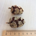 25 Pcs Natural Dried Large Cypress Cones 4 Cm   Real Oval Cypress Tree Cones