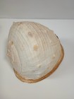 Giant 10  Helmet Conch Shell Rare Size