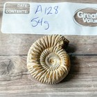 Whole Polished White Ammonite Fossil