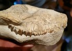 Miocene Phocid Seal Jaw Foss Intact Teeth  7 M Yrs Old Rare Marine Mam Specimen 