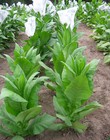 1000 Hava  a K2-24 Tobacco Seeds   Heirloom Non-gmo Nicotiana Tabacum Fast Growin
