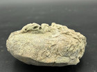 3 5   x3    Texas Fossil Echinoid Macraster Sp  Cretaceous Urchin crazy Serpula 