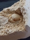 Huge Travertine Crab Fossil  9cm By 11cm Fossil Travertine Crab Potamon