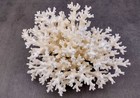 White Lace Coral Cluster Medium  1 Coral Approx  5-6  Inches 