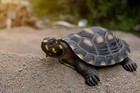 Spotting Tortoise Home Decor Wildlife Garden Statue Reptile Turtle Animal
