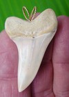 1 85     Mako Shark Tooth  Necklace - Rare White Tooth With 14k Bale