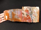 Nice Bark  Big Polished Petrified Rainbow Wood Fossil Arizona 2313gr