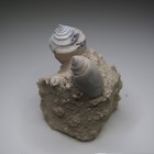 Gastropod Bunccinidae  Conidae  Charoniidae Fossil Miocene France