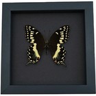 Papilio Palamedes Male Butterfly Real Framed Swallowtail Moonlight Display
