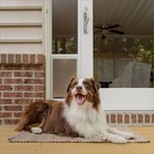 Petsafe Sliding Glass Pet Door 2-piece Large Fits Pets Up To 100 Lbs New