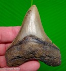Megalodon Shark Tooth  Fossil - 3 35     Real Sharks Teeth  Serrated