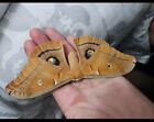 Polyphemus Silk Moth Male Wings Closed  Unmounted 