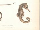 1862 J  Couch Fish Colorized Engraving  4 Pipefish   Sea Horse  tropical  hawaii