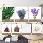 Eucalyptus For Shower With Lavender fresh Green Eucalyptus Stems With Dried P   