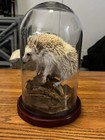 Hedgehog Taxidermy Mount