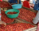 8oz 5lb - Panama Bouquet     Central America     Fresh Roasted To Order Coffee