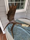 Set Of Stained Moose Antlers Rack Taxidermy Log Cabin
