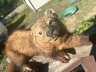 Vintage Life Size Taxidermy Fisher Mount