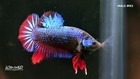 Live Betta Fish High Quality Halfmoon Plakat